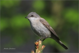 <p>PĚNICE POKŘOVNÍ (Sylvia curruca) /Lesser whitethroat - Klappergrasmücke/</p>